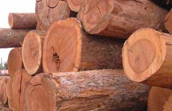 Tocantins Madeiras - Foto 1